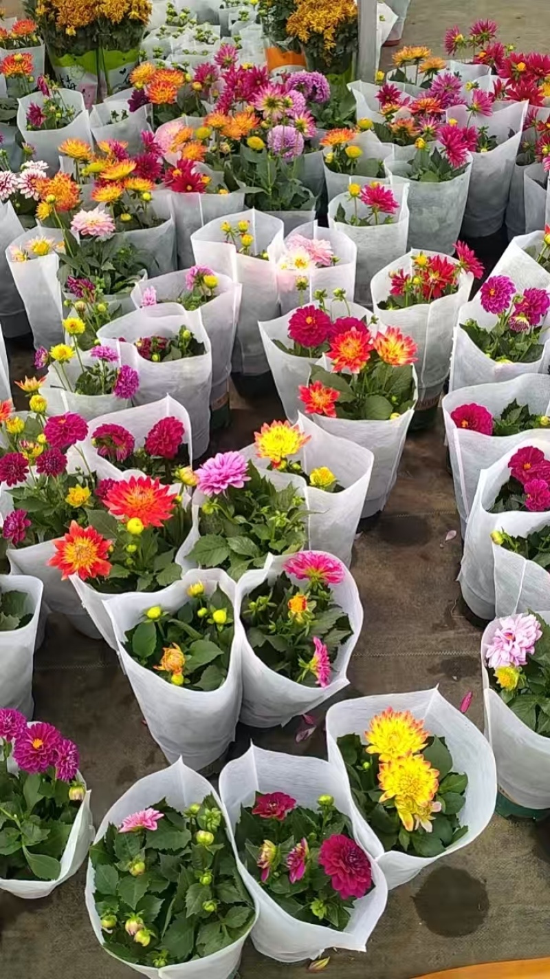 大丽花原盆原土带花带花苞发货球根多年花卉盆栽室内室外客厅