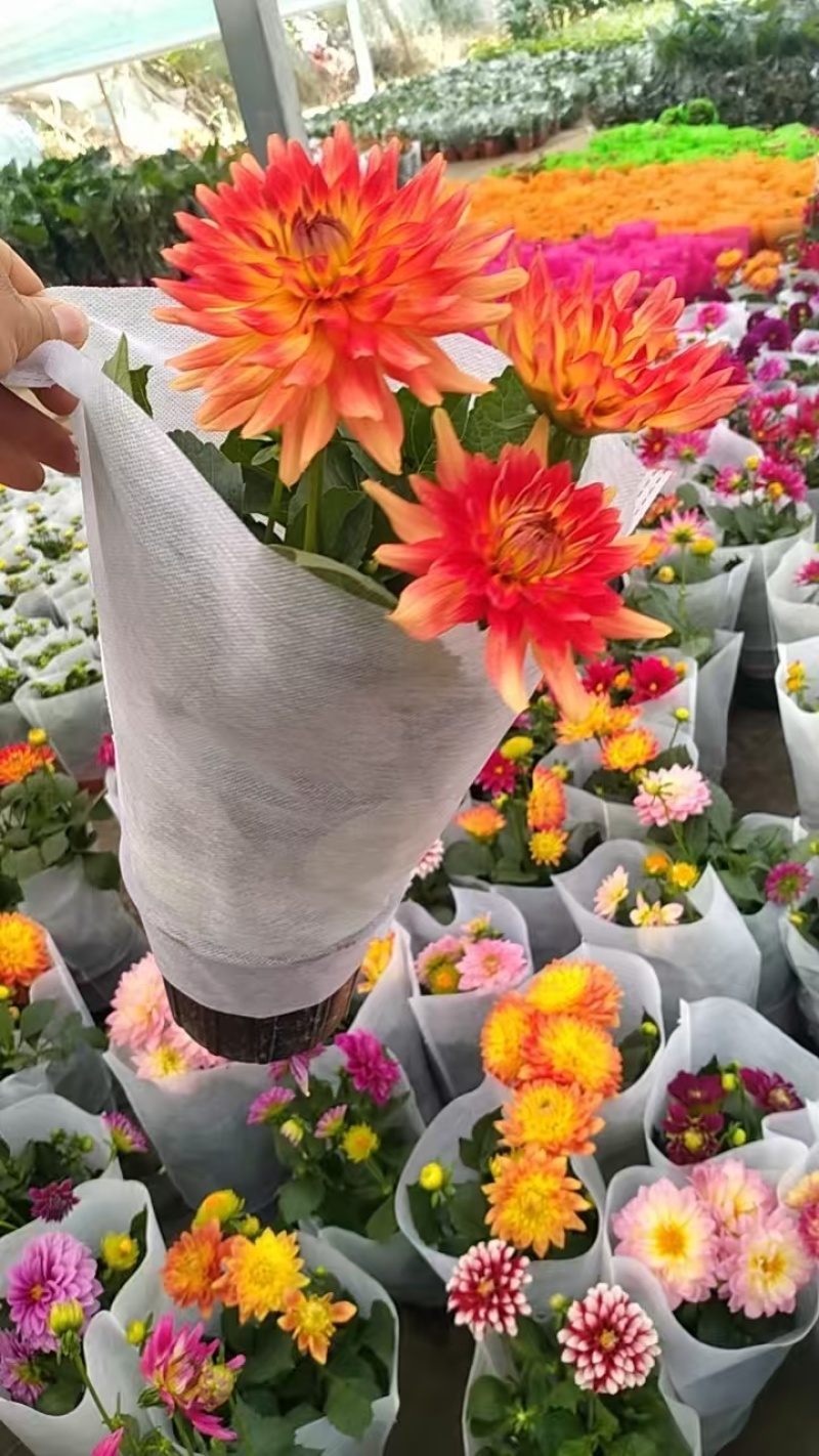 大丽花原盆原土带花带花苞发货球根多年花卉盆栽室内室外客厅