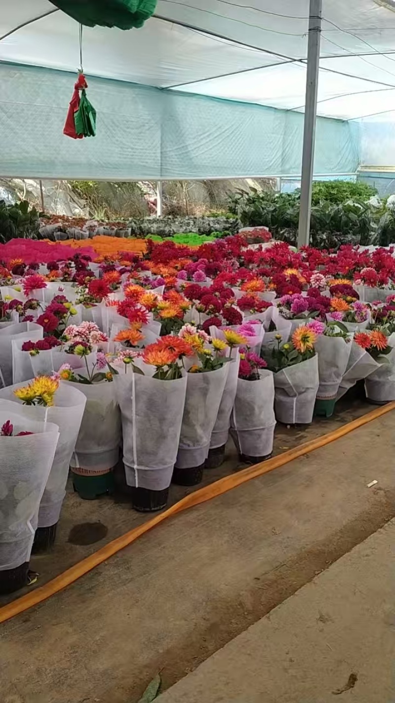大丽花原盆原土带花带花苞发货球根多年花卉盆栽室内室外客厅