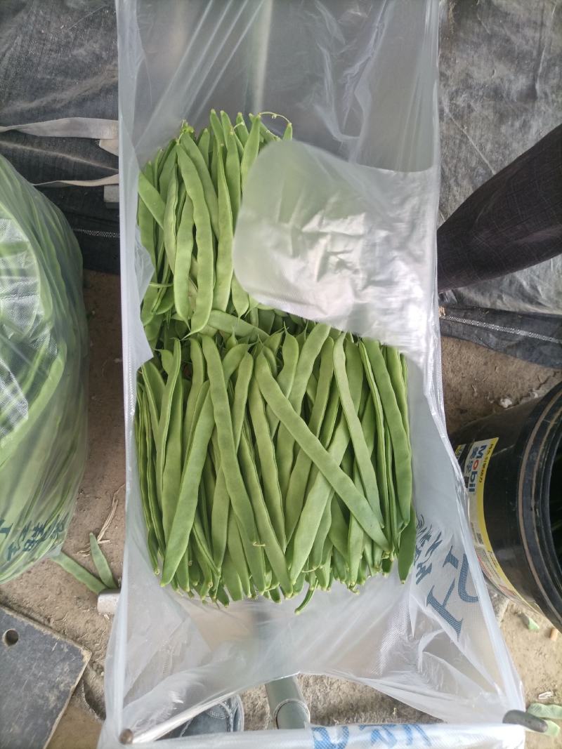 济南商河芸豆大量上货中。。。
