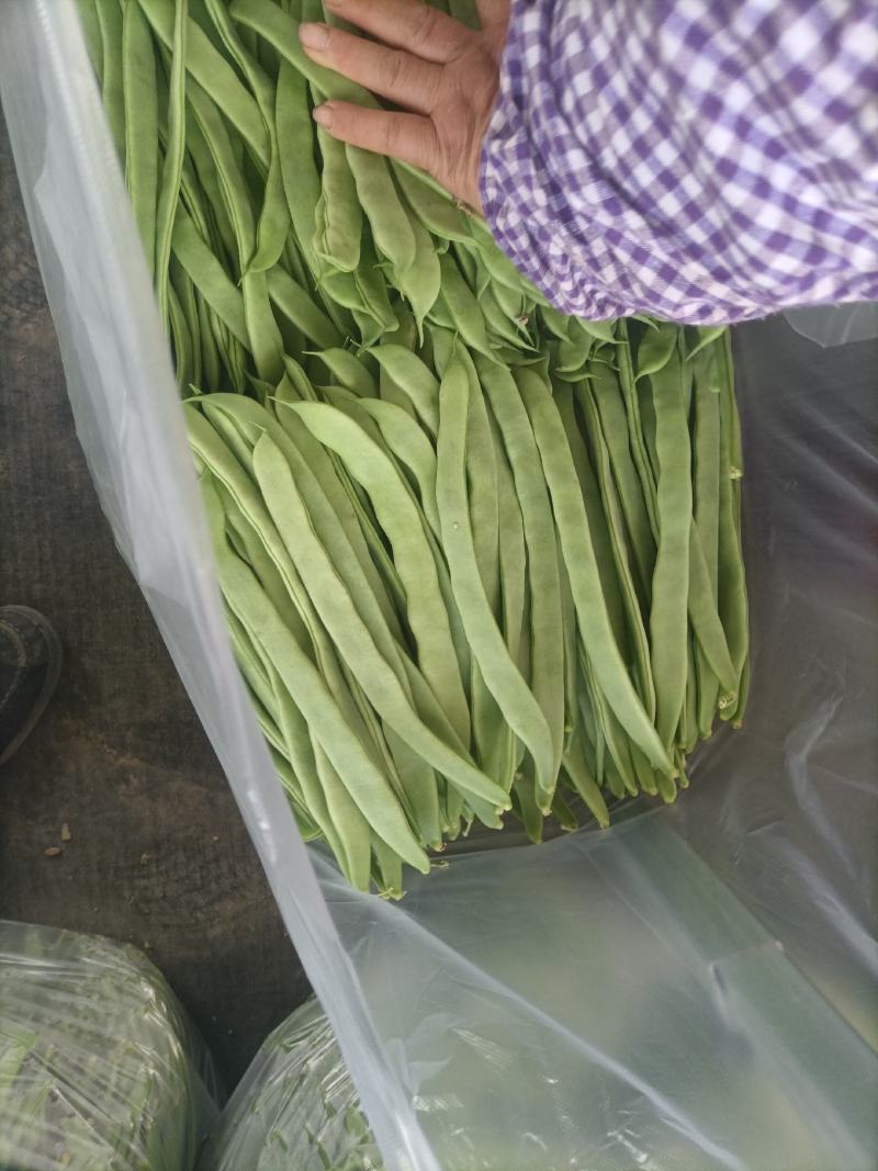 济南商河芸豆大量上货中。。。
