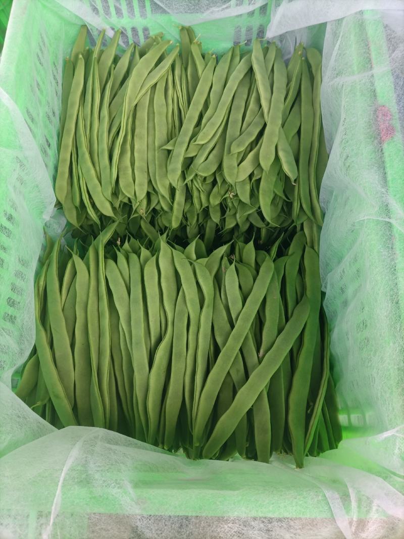 济南商河芸豆大量上货中。。。