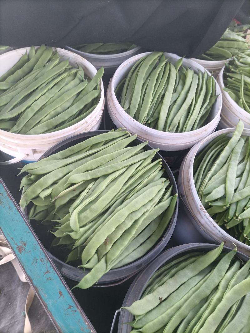 济南商河芸豆大量上货中。。。