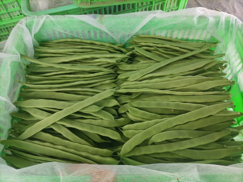 济南商河芸豆大量上货中。。。