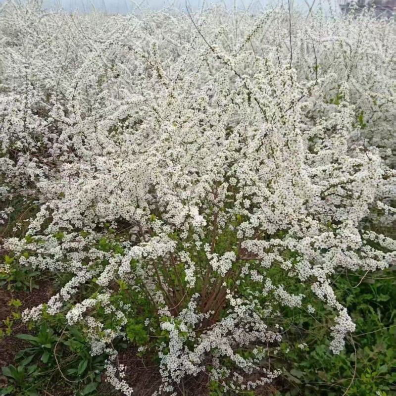 江苏珍珠梅（喷雪花）规格齐全爆花花期时间长基地直发苗圃直