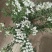 江苏珍珠梅（喷雪花）规格齐全爆花花期时间长基地直发苗圃直