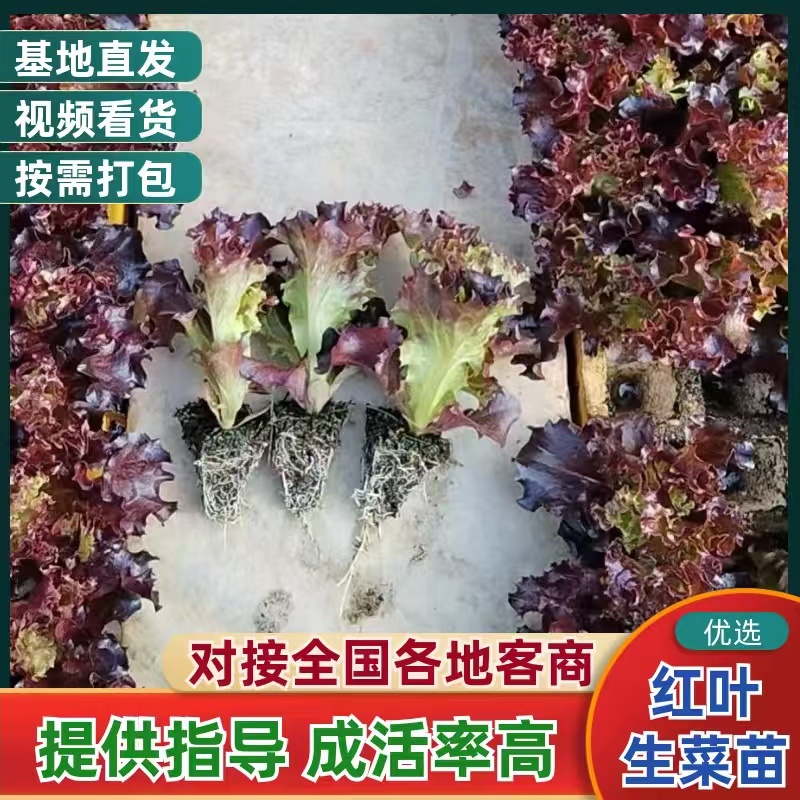 红（紫）叶生菜苗/红（紫）珊瑚苗/云南产区直发/货源充足