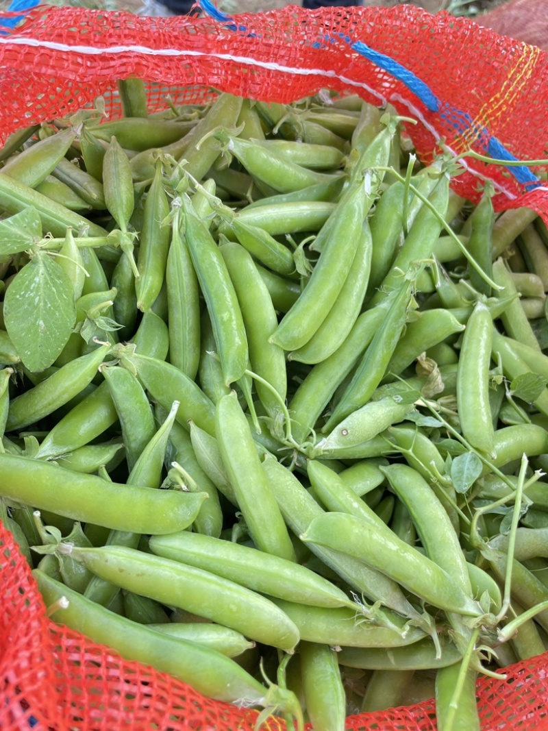 河南豌豆荚，清秀饱满，老果，颗粒饱满，颜色亮，产地直发