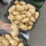 土豆