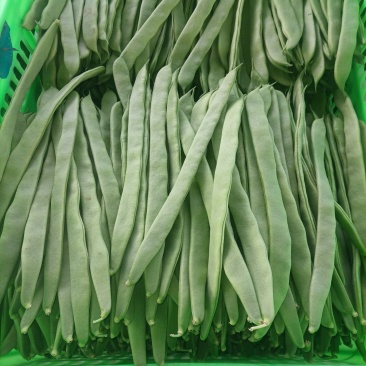 济南商河芸豆大量上货中。。。
