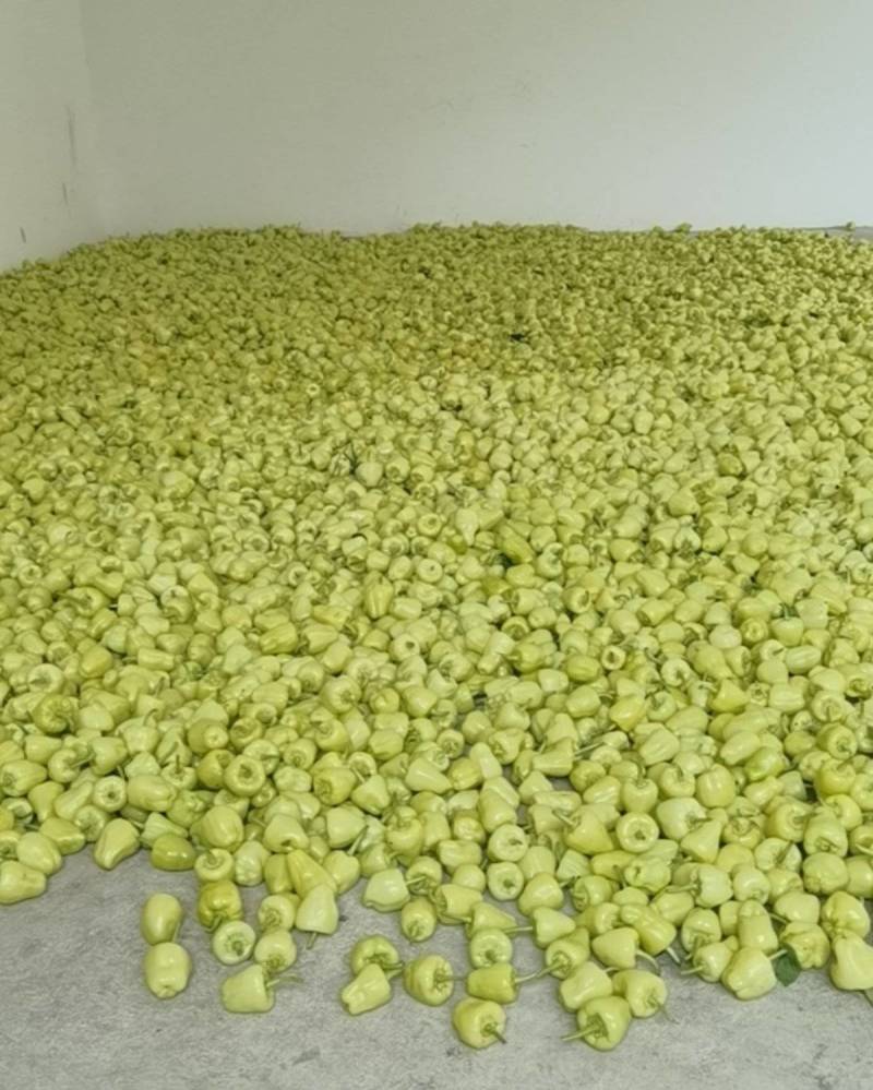 白玉辣椒灯笼椒