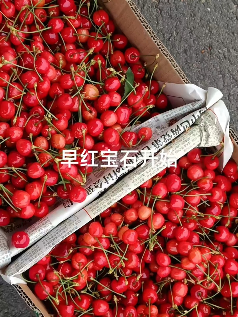 泰安露天大樱桃
