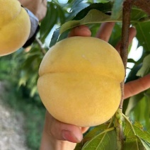 锦绣黄桃个大汁多对接批发电商一件代发