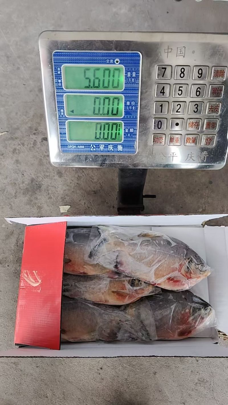 红鲳鱼一手货源全国各地均可以达