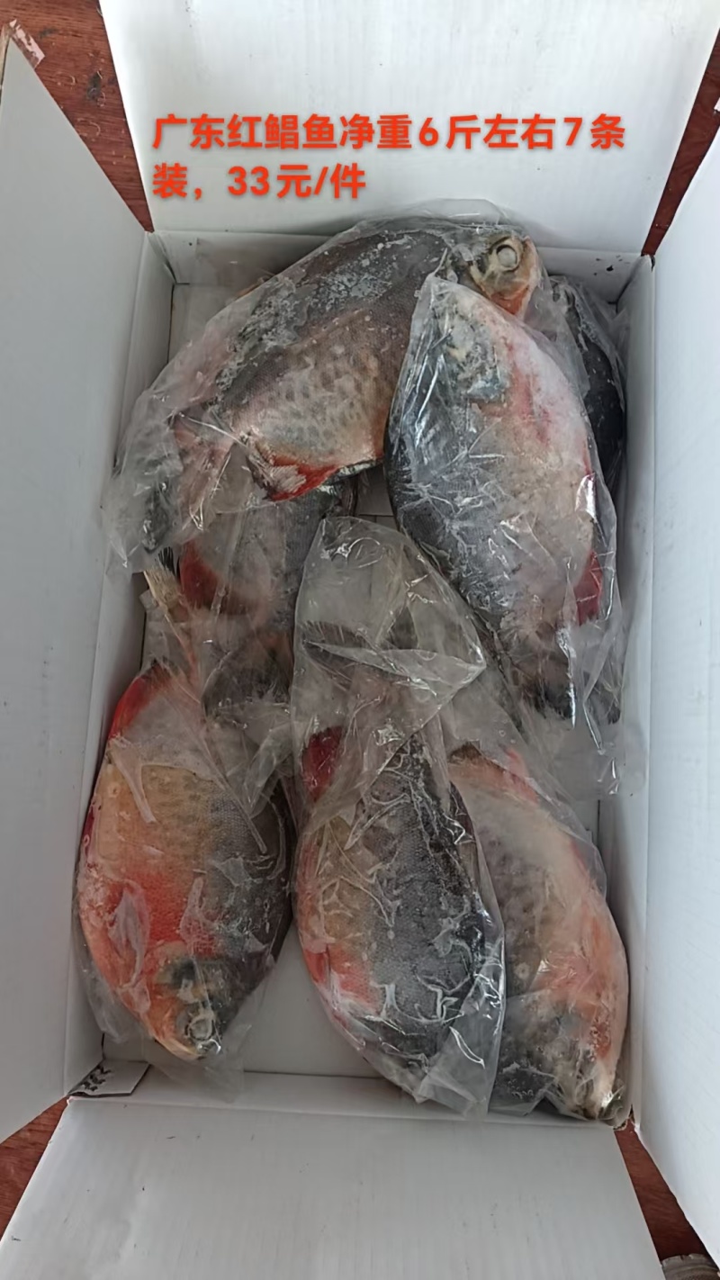 红鲳鱼一手货源全国各地均可以达