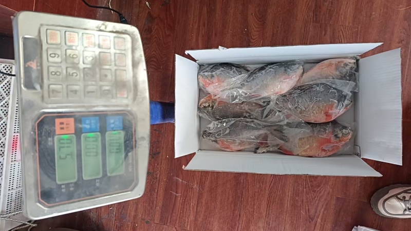 红鲳鱼一手货源全国各地均可以达