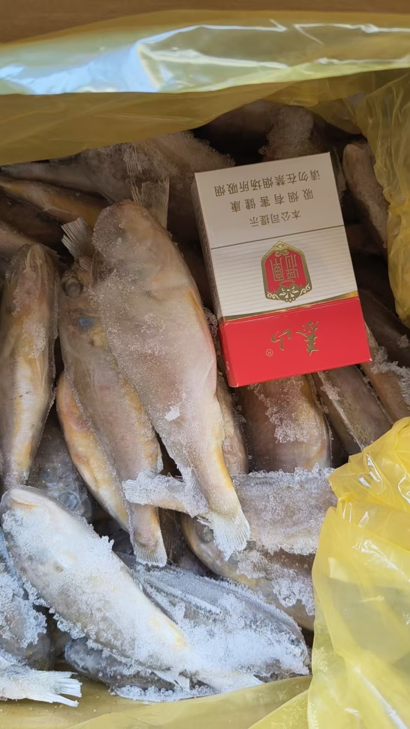 黄花鱼一手货源质量好价格优全国各地均可直达