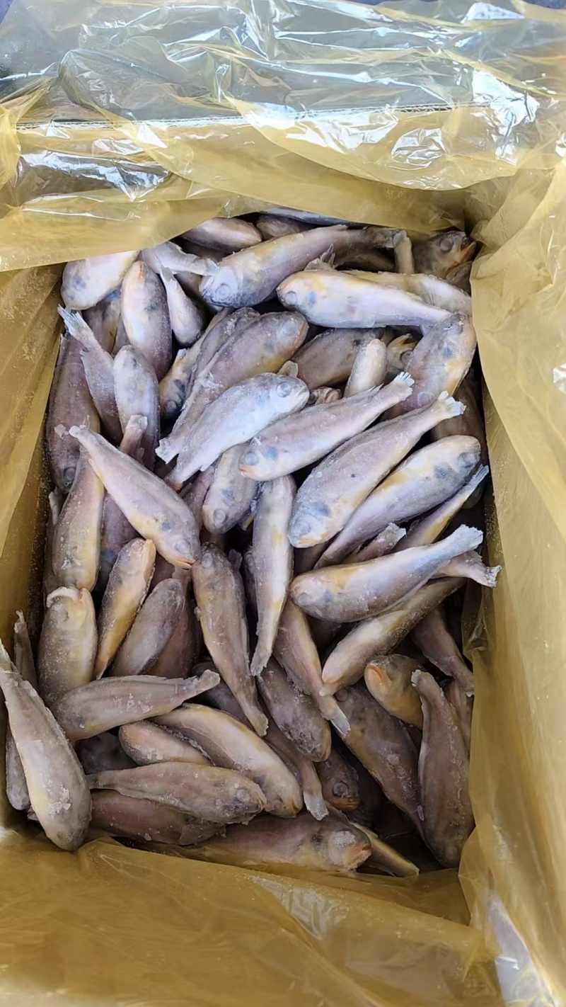 黄花鱼一手货源质量好价格优全国各地均可直达