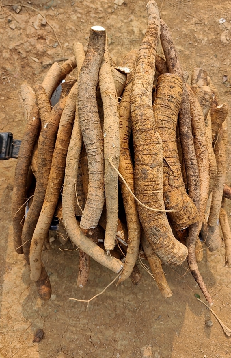 中药材药材玉郎伞，龙眼参，木人参，小牛力，大罗伞，粉罗伞