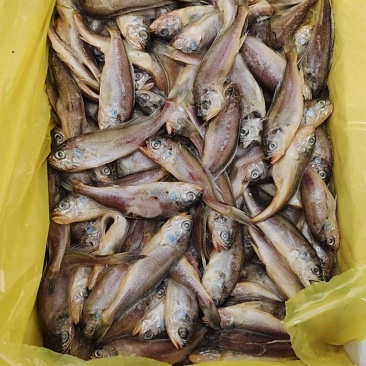 黄花鱼一手货源大量批发全国各地均可直达冷链物流