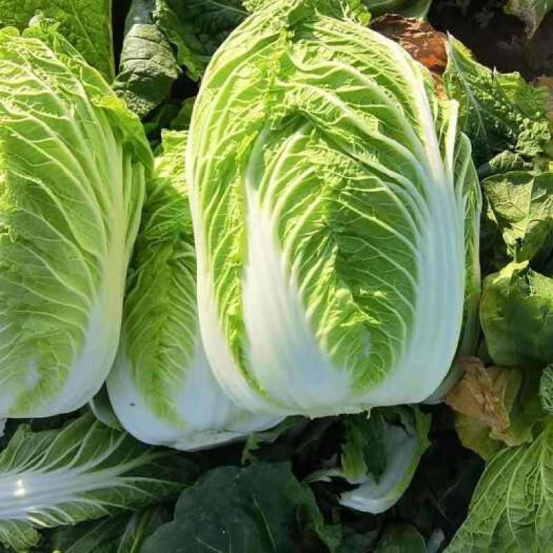 白菜苗茎粗叶绿、无病虫、根系发达