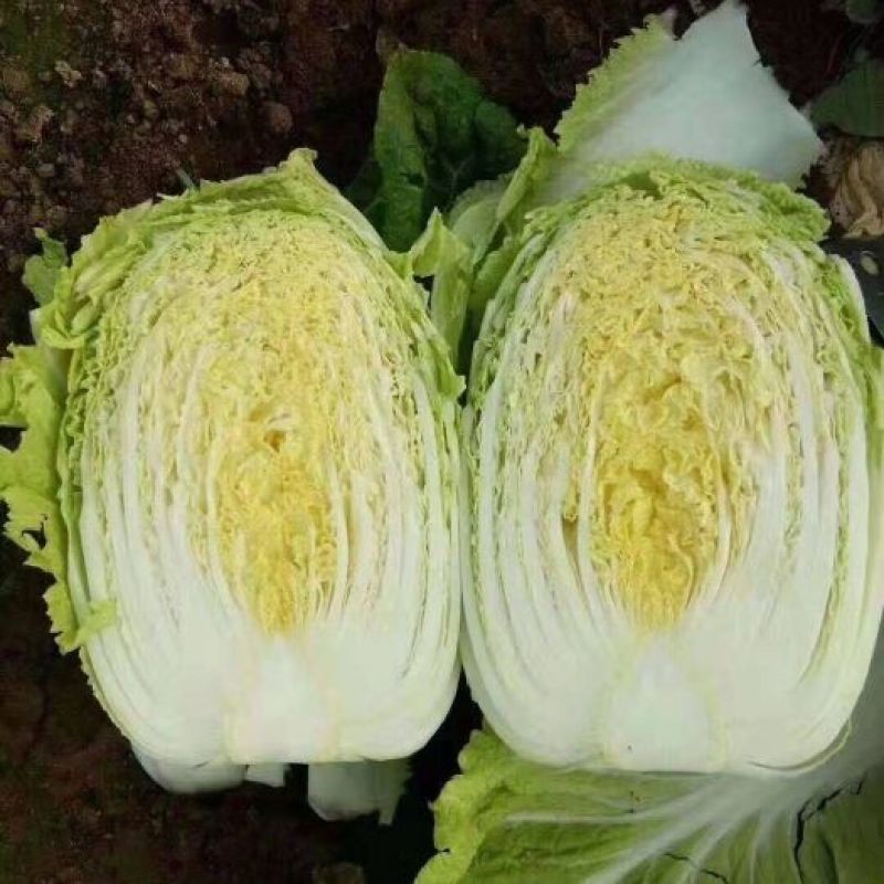 白菜苗茎粗叶绿、无病虫、根系发达