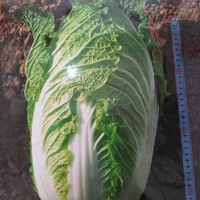 白菜苗茎粗叶绿、无病虫、根系发达