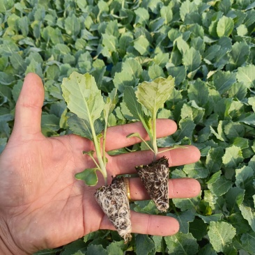 2.帝王60高产铁头甘蓝苗高抗病害大田专用