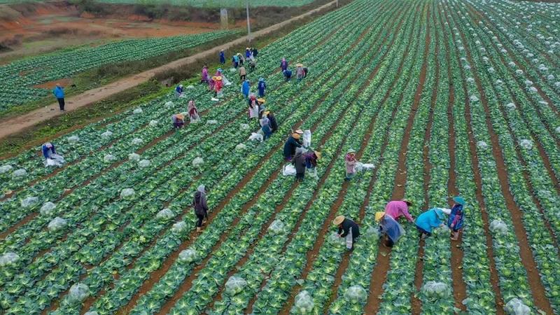 2.帝王60高产铁头甘蓝苗高抗病害大田专用