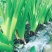 荔浦芋头