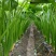 荔浦芋头