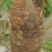 荔浦芋头