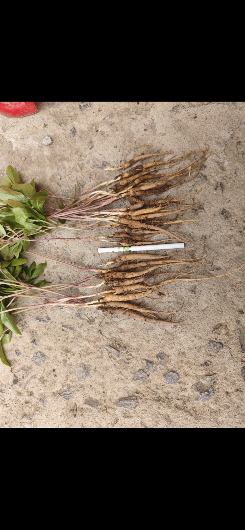 精品2年白花赤芍苗
