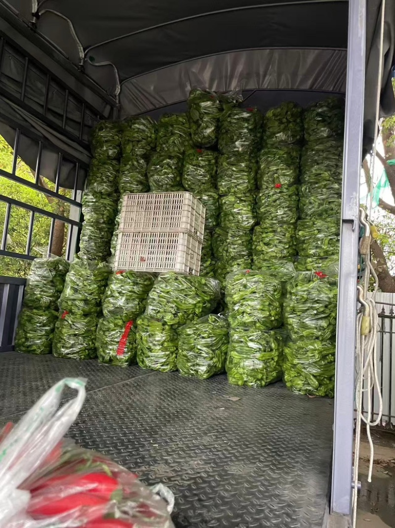 精品青椒大量有货，产地直发品质有保障