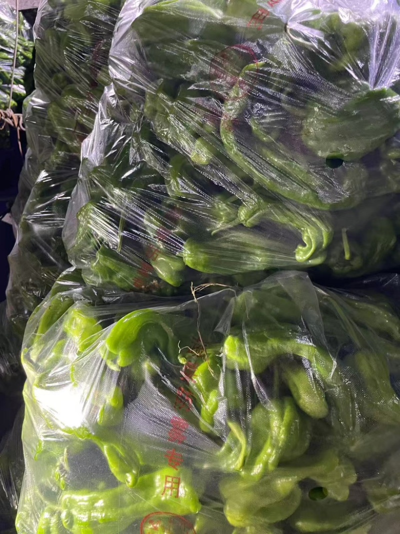 精品青椒大量有货，产地直发品质有保障