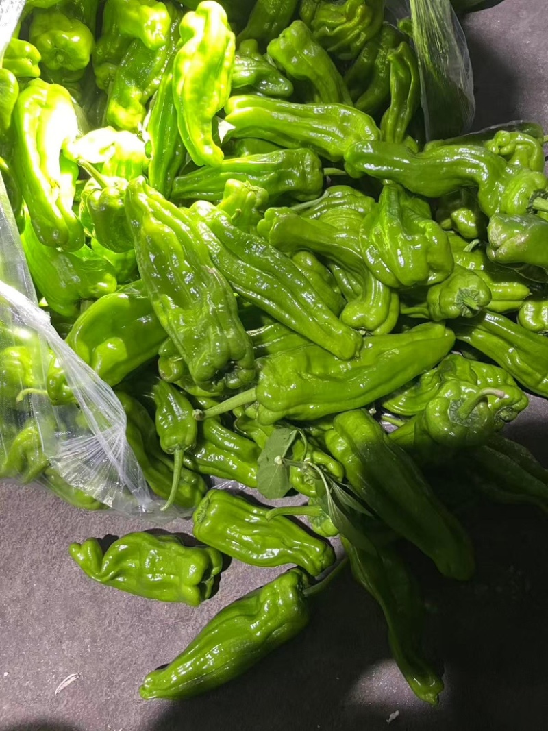 精品青椒大量有货，产地直发品质有保障