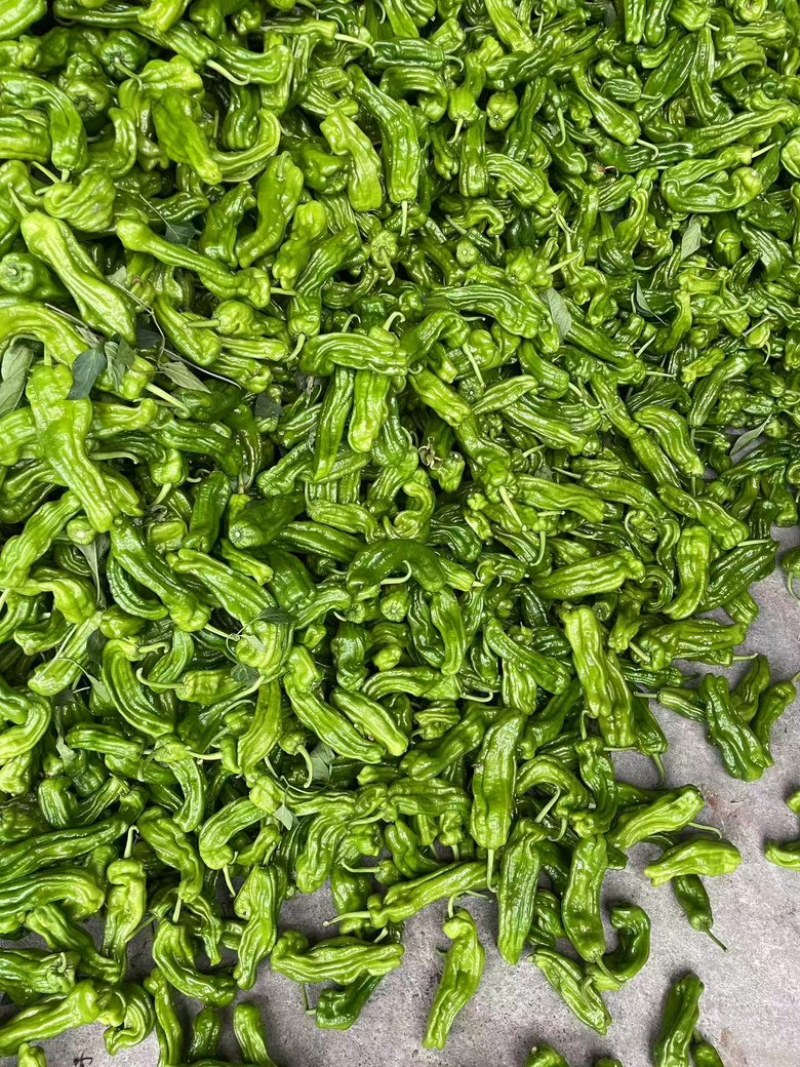 精品青椒大量有货，产地直发品质有保障