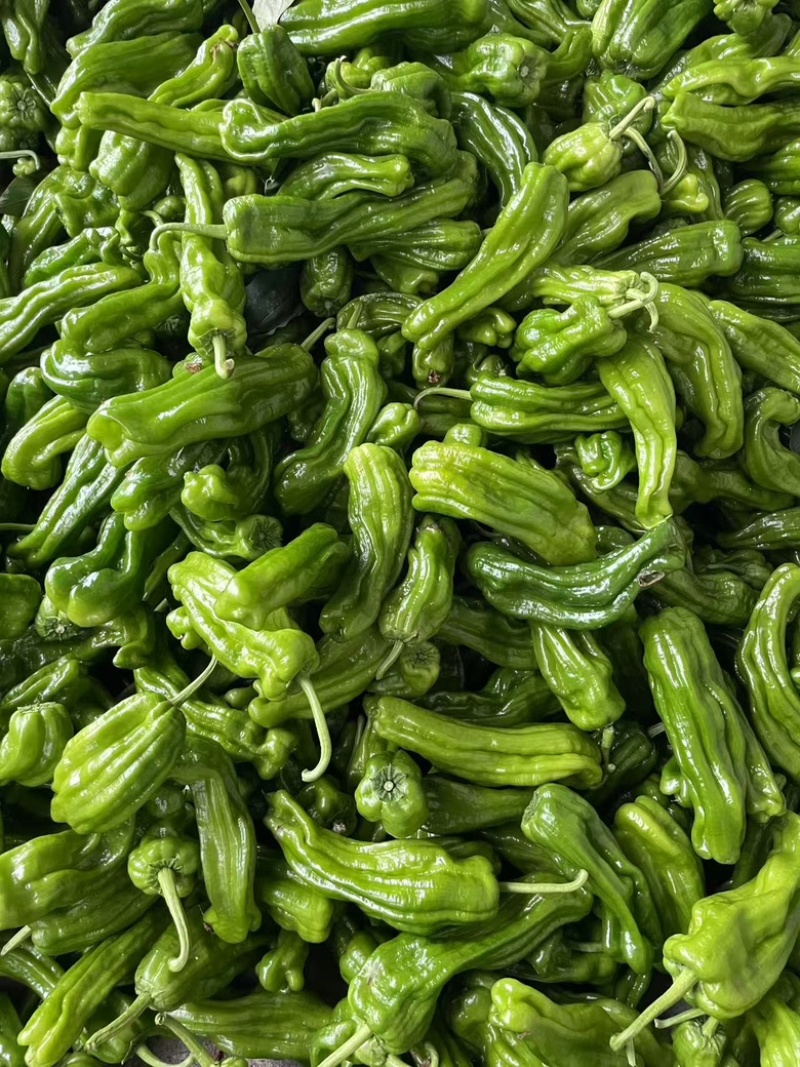 精品青椒大量有货，产地直发品质有保障
