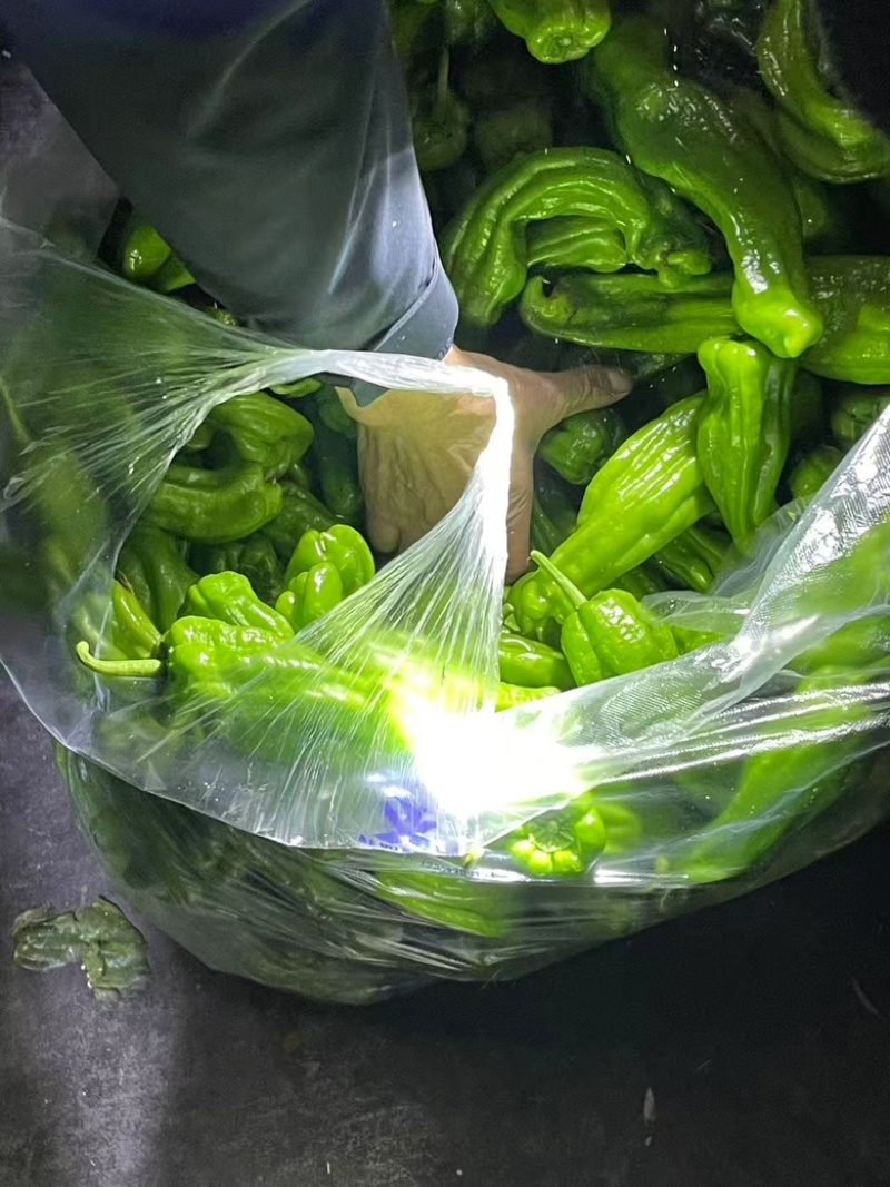 精品青椒大量有货，产地直发品质有保障