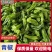 精品青椒大量有货，产地直发品质有保障