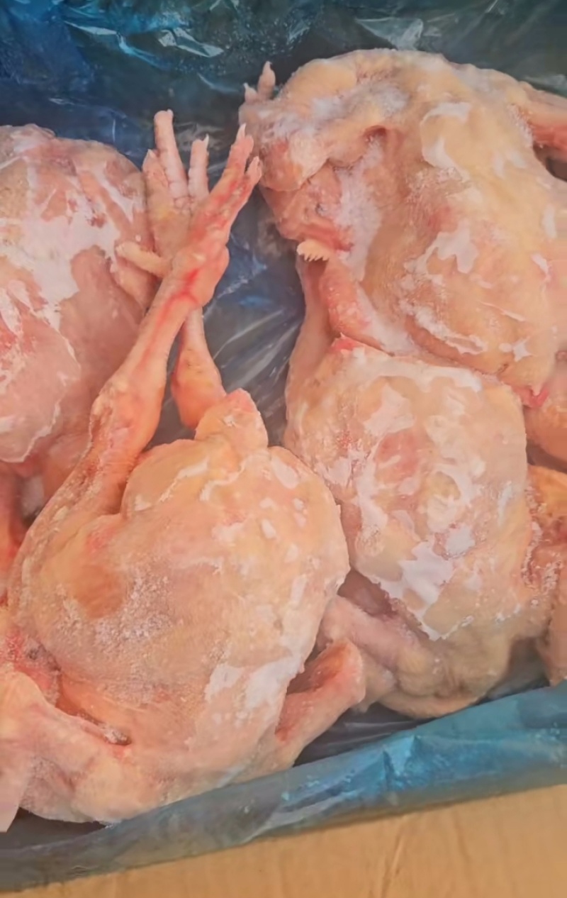 白条鸡