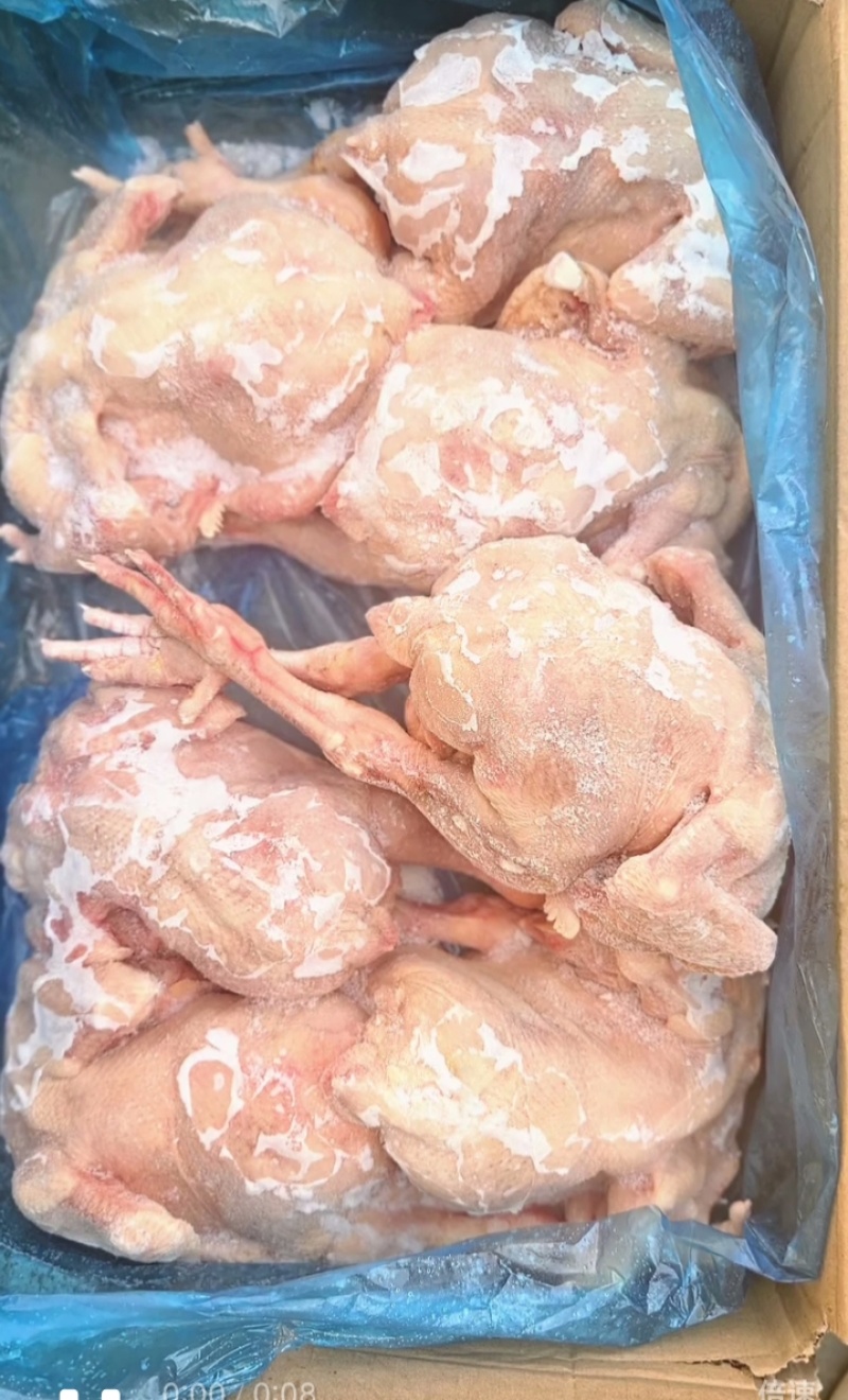 白条鸡