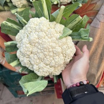 本地精品机松花，大量有货，一手货源，供应全国