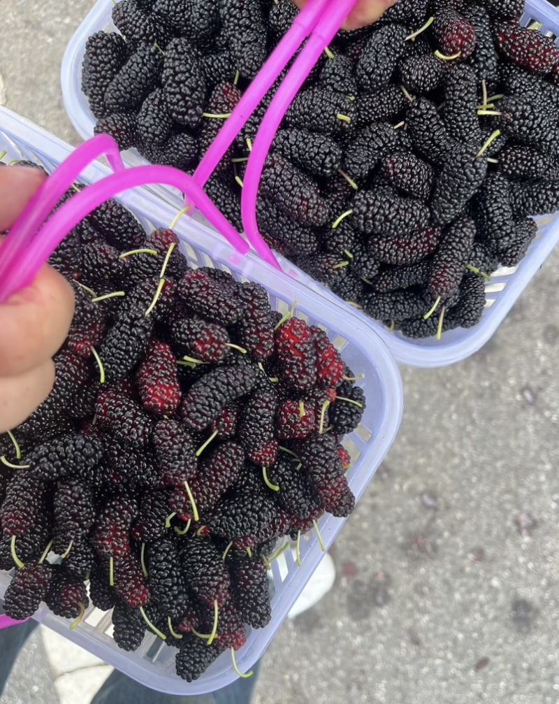 现摘新鲜桑葚
