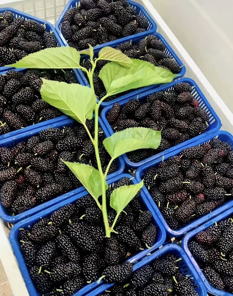 现摘新鲜桑葚