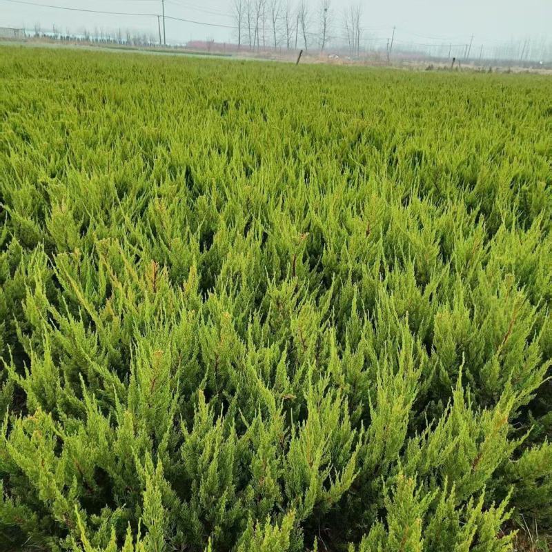 江苏龙柏工程苗龙柏球基地直发苗圃直销高30-350公分