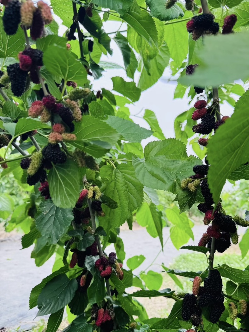 现摘新鲜桑葚