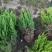 江苏龙柏工程苗龙柏球基地直发苗圃直销高30-350公分
