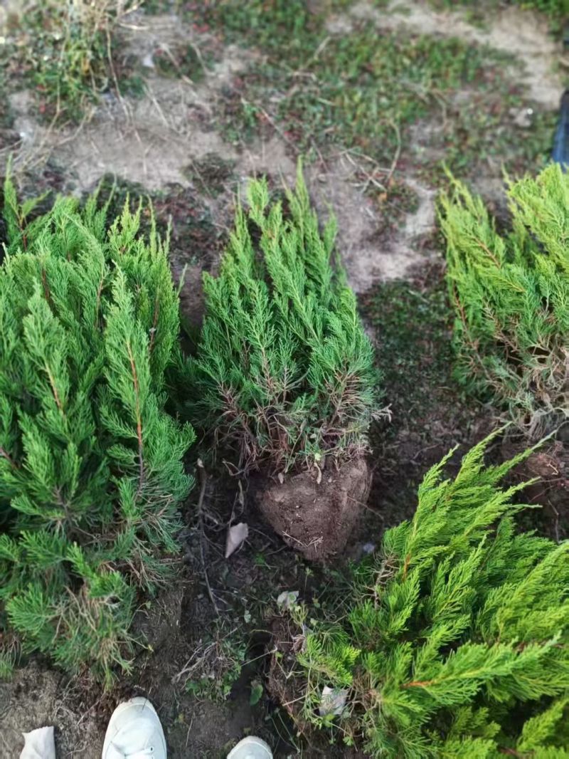 江苏龙柏工程苗龙柏球基地直发苗圃直销高30-350公分
