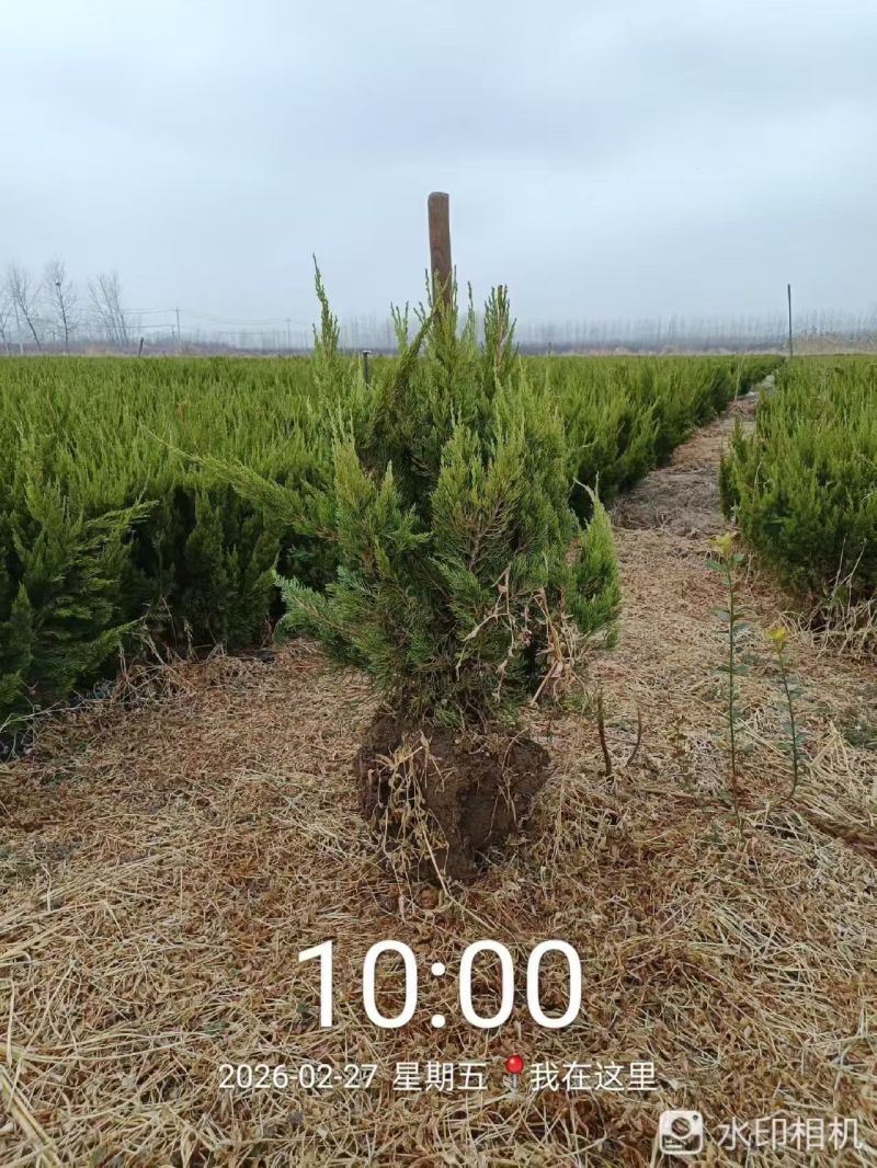 江苏龙柏工程苗龙柏球基地直发苗圃直销高30-350公分